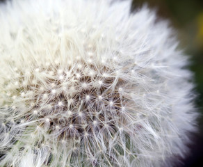 beautiful white dandelion