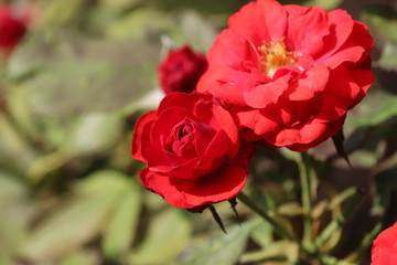 Beautiful roses in garden, roses for Valentine Day