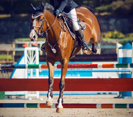 A beautiful graceful Bay horse with a rider in the saddle jumps over a high colorful bright barrier...