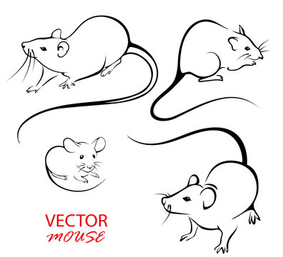 Drawn mice for design. Image of rats and mice on a white background. The contour of rodents.