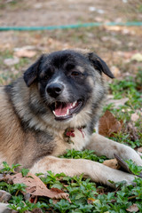Dog playing in garden