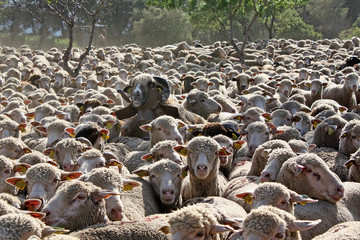 regroupement pour la transhumance - obrazy, fototapety, plakaty