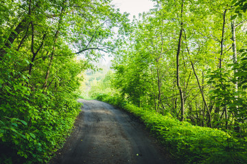 Fototapeta premium Road through beautiful and wild forest