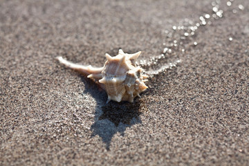 shell on the beach