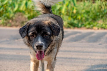 Dog playing