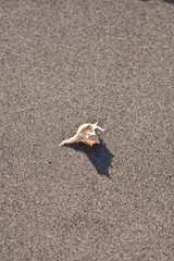 shell on the beach