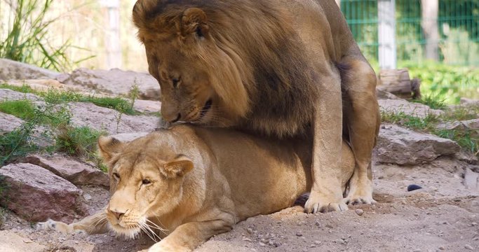4K - Lions mating