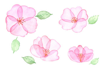 Watercolor transparent floral set isolated on white.  In pastel pink, lavender pink. Wild rose. Botanical illustrations, wedding design.