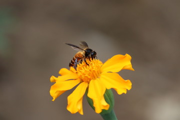 Bee on double orange marigold, genus Tagetes, or species Calendula officinalis brighten up the autumn garden
