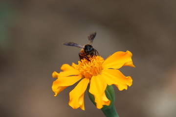 pollination on flower front view of honey bee