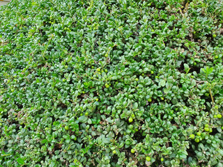 Fototapeta na wymiar leave for background.green leaf background.