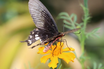 Athyma ranga Butterfly perched on Marigold Flower.Sucking nectar, pollen from the marigold.