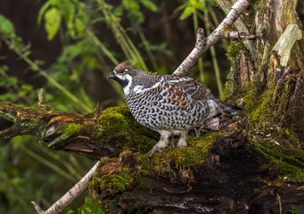  grouse