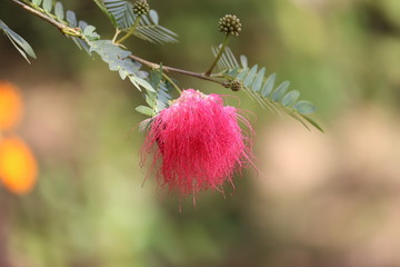 Mimosa tree blossom or powderpuff bloom , Calliandra Surinamensis, Mimosaceae family, Pink powder puff, Surinamese stickpea, Surinam powderpuff