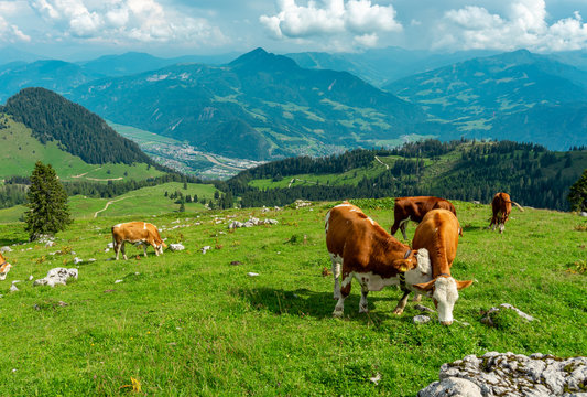 Cows grazing in tyrol alm Austria on the mountains milk cheese advertisement