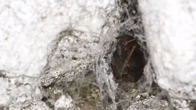A Southern Crevice Spider (Kukulcania hibernalis) is seen at the entrance of its lair in a wall, one of its legs touching the web and moved by the breeze.