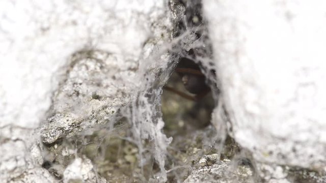 A Southern Crevice Spider (Kukulcania hibernalis) is seen getting inside its lair in a wall.