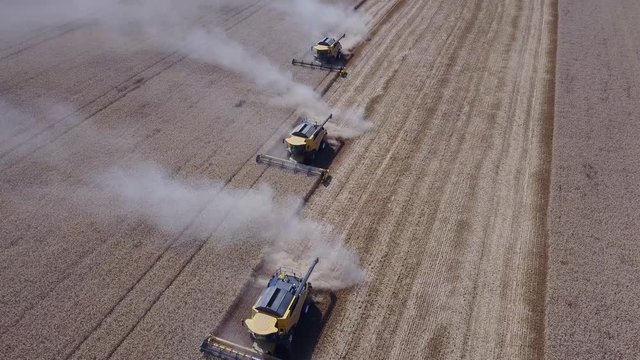 Many harvester goes one after another for collecting a rich harvest of wheat in the field from high vertical angle drone shot 4K