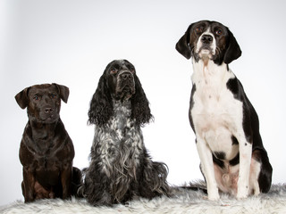 Group of dogs in a studio. Three dogs side by side.