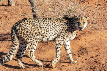 Fototapeta na wymiar Old cheetah in the kalahari desert, Namibia, Africa