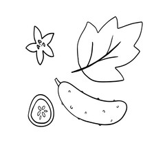  vector illustration set of cucumber, leaf, on a white background,