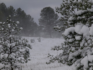 Ventisca invernal