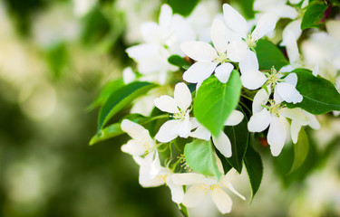 Цветущая яблоня