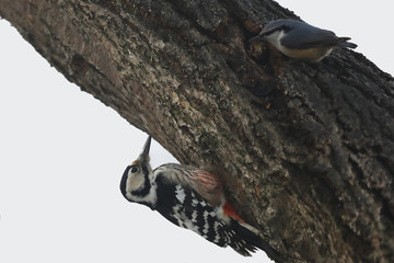 Great spotted woodpecker (Dendrocopos major) and .Eurasian nuthatch  or wood nuthatch (Sitta europaea) on the tree trunk.