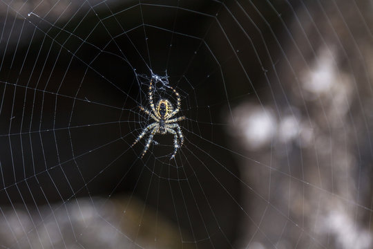 Spider sitting in the center of his cobweb with dark background