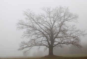 Fototapeta na wymiar old huge oak without foliage