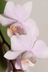 Phalaenopsis orchid flowers  (butterfly orchid)