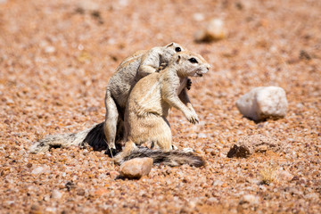 Two ground squirrels showing 