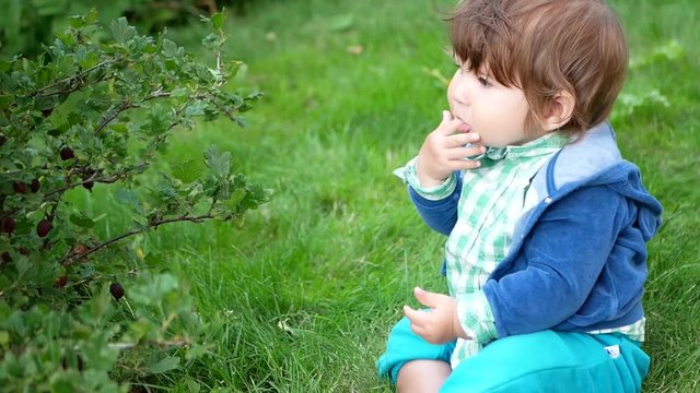 A boy is eating berries from a bush. Blond-haired blue-eyed child eats berries in the garden. Portrait of a baby and eso food