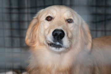 Dogs from city pound in  their locked boxes behind iron fence