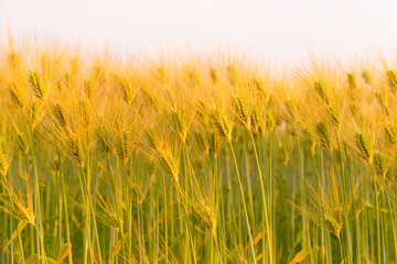 Fototapeta premium Rye of barley plants harvest and agriculture background