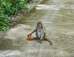 Obraz premium Macaque monkey sitting on floor with coconut. Monkey Island, Vietnam, Nha Trang