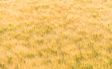  Rye of barley plants harvest and agriculture background