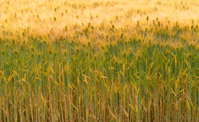  Rye of barley plants harvest and agriculture background