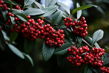 red berries on branch
