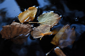 Autumn leaves in water