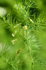 Narrow-leaved asparagus