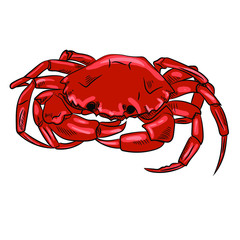 Vector hand drawn illustration of crab isolated on white background 