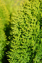 Dwarf golden oriental thuja