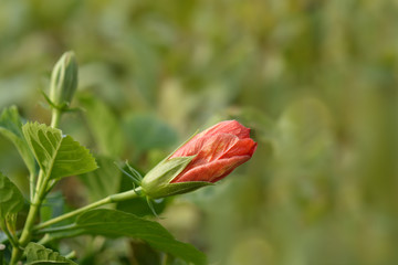 Chinese hibiscus