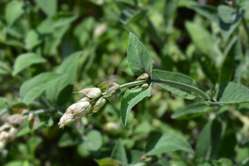 Common sage