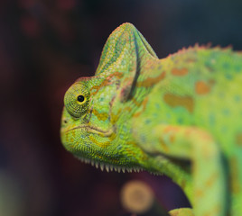 Obraz premium Portrait of beautiful green chameleon chameleon, Chamaeleo calyptratus, on a branch looking at the camera. I follow you