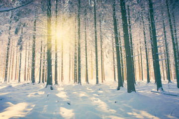 Sun light in the winter forest with white fresh snow and pine trees.