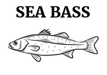 Obraz na płótnie Canvas Set of the sea bass, vector illustration sketch style