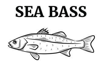 Set of the sea bass, vector illustration sketch style