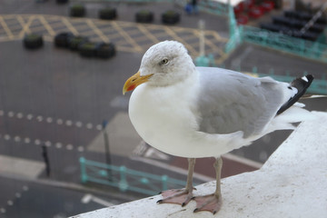 A European Herring Gull, Larus argentatus, outside a window waiting for food